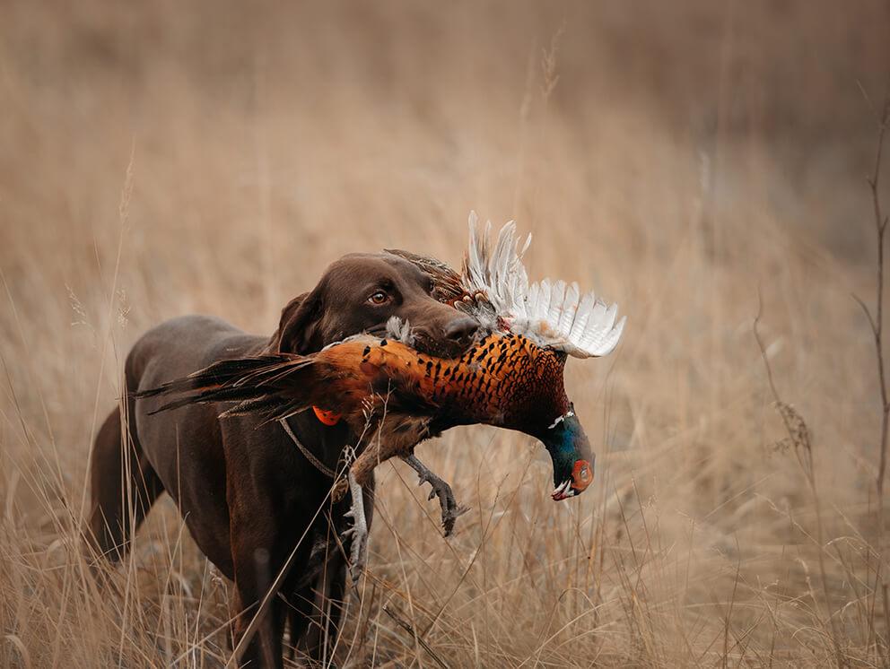 bird dog