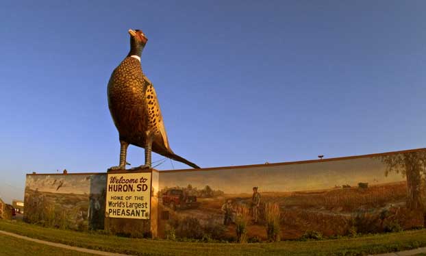 world's largest pheasant